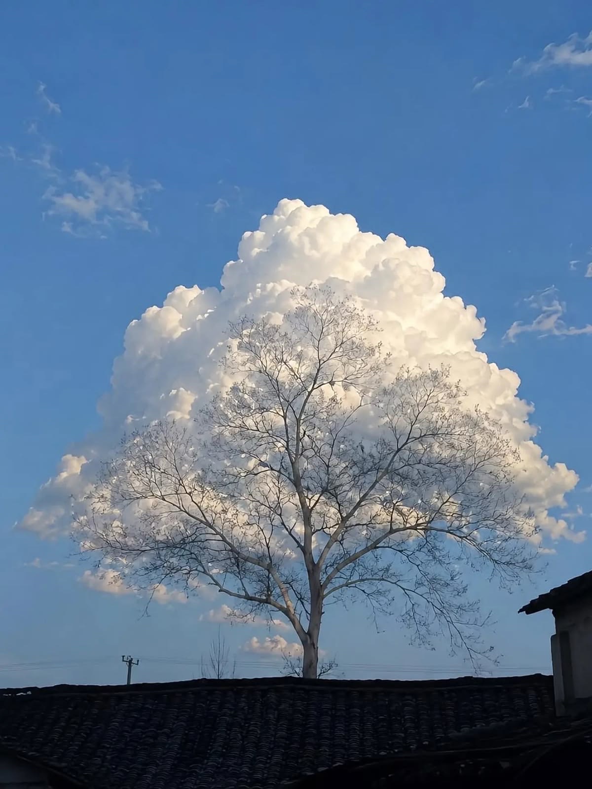 青空と雲を背にした一本の木